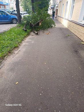 Ивановка успела отойти от падающего дерева